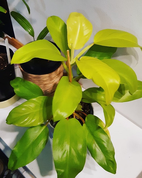 Propagating Philodendron Ceylon