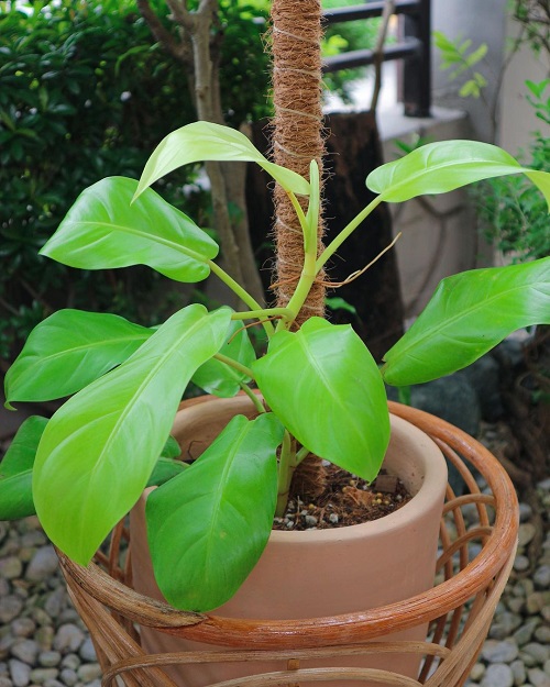 Requirements for Growing Philodendron Ceylon