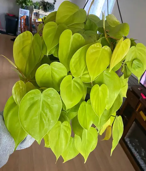 Philodendron Lemon Lime
