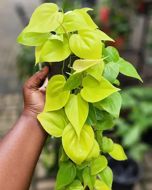 Philodendron Lemon Lime Care