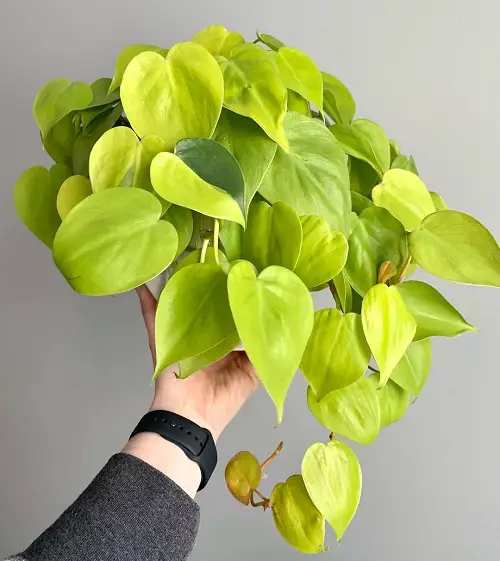 Propagating Philodendron Lemon Lime