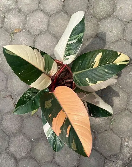 Philodendron Red Congo Care