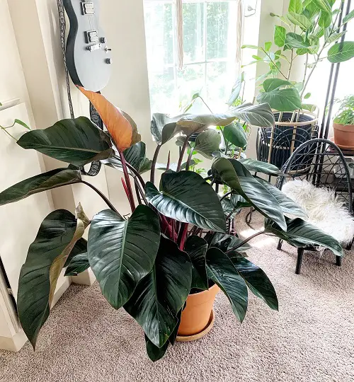 How to Grow Philodendron Red Congo
