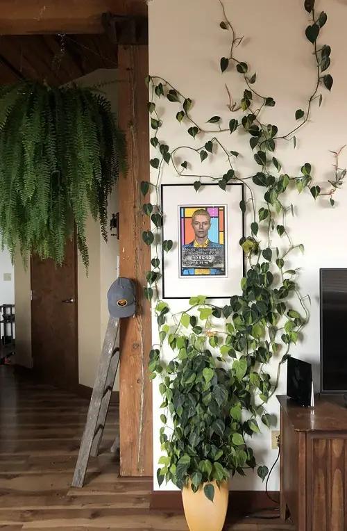 beautiful Indoor Plants to Give Your Home a Jungle Vibe