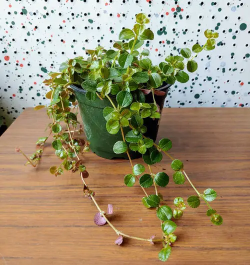 top Cultivating Houseplants Above a Fridge