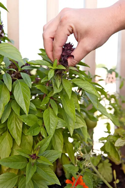 Pinch Young Plants