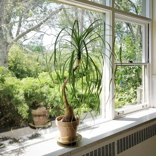 South Window Facing Foliage Plants