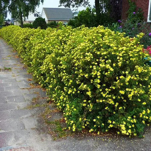 Potentilla Flower Hedge Plants