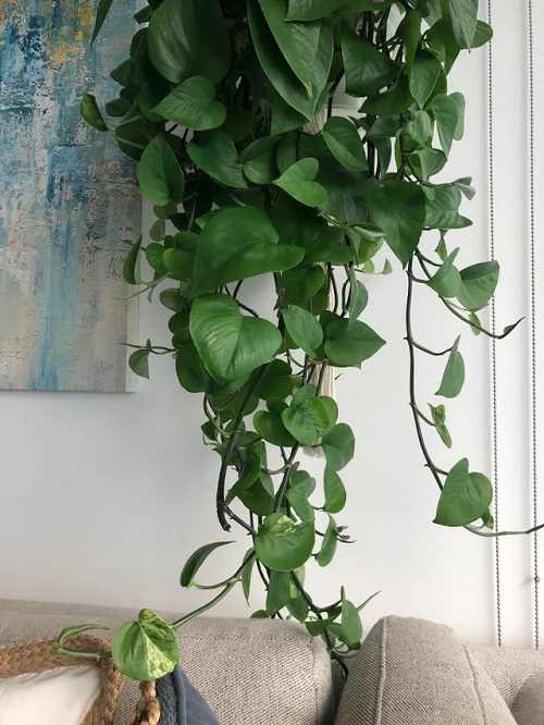 Jade Pothos Care