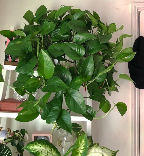 Requirements for Growing Jade Pothos