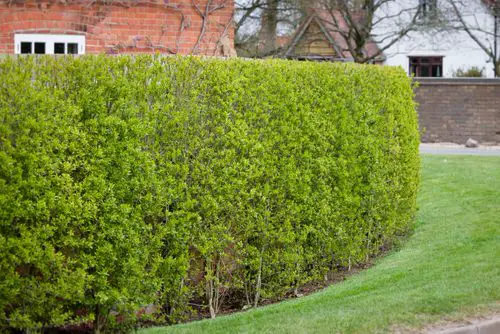 beautiful Gorgeous Hedging Plants