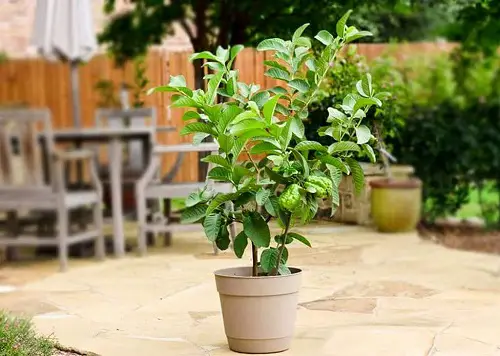 Growing Guava in Pots