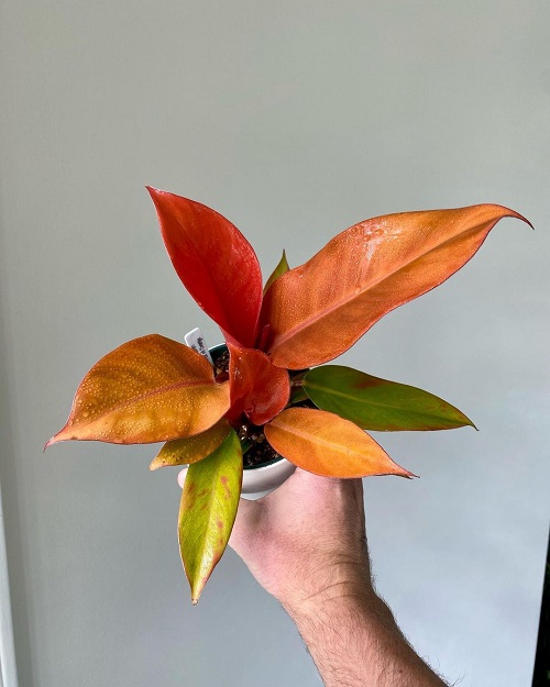 Prince of Orange Philodendron Care