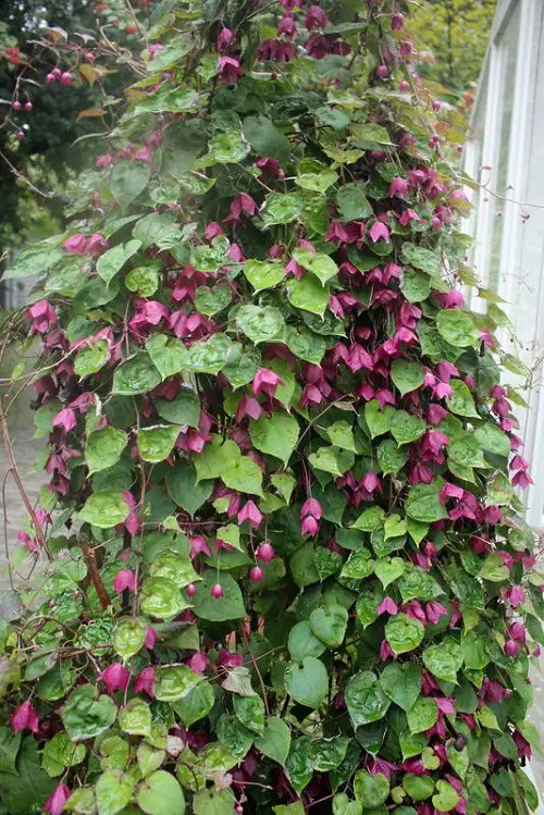 Vines with Purple Blossoms