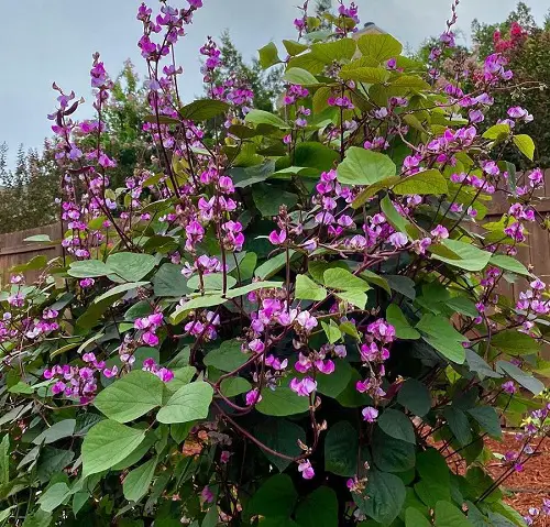 Best Vines with Purple Flowers in garden