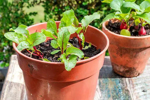 lovely Best Beets Companion Plants