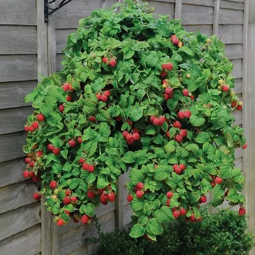 Berries to Grow in Hanging Baskets
