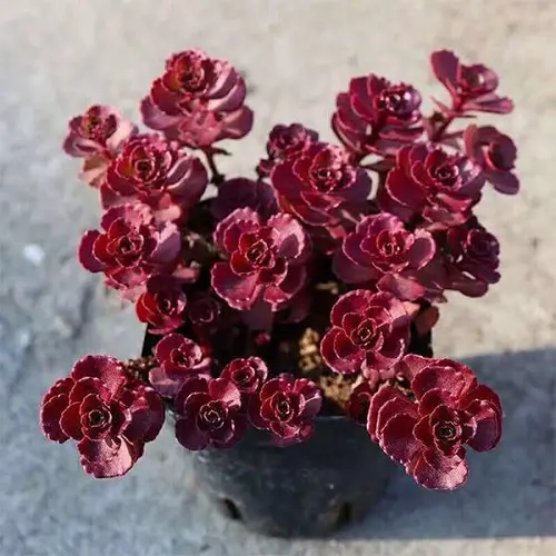 top Roseum succulents that are the most beautiful to grow 
