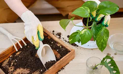 How to Turn Leggy Pothos Plant Bushier repot timely