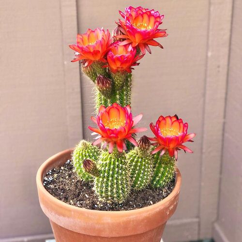 Gorgeous Red Flowers with Succulents