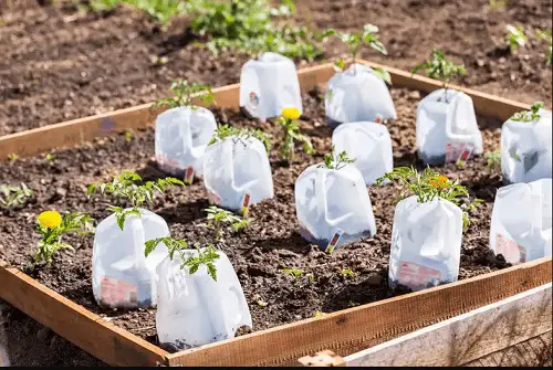 Reduce Transplant Shock with 1 Gallon Plastic Milk Jugs