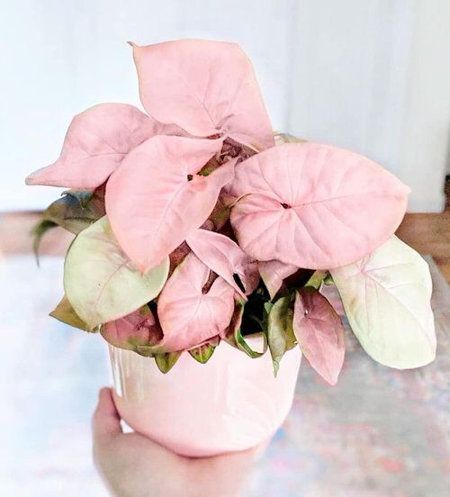 Requirements for Growing Pink Syngonium Varieties