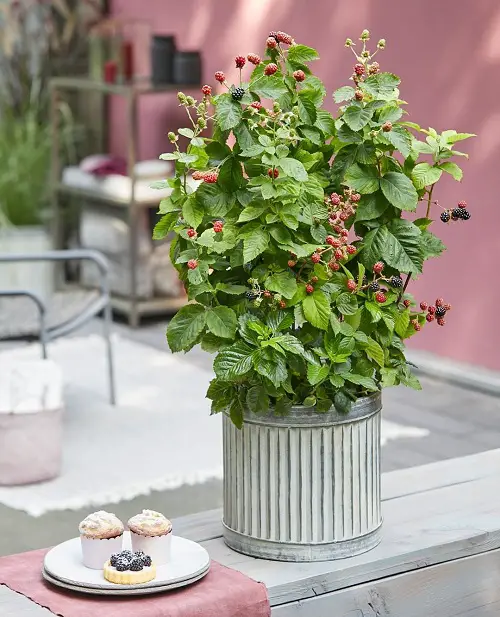 Requirements for Growing Blackberries in Pots