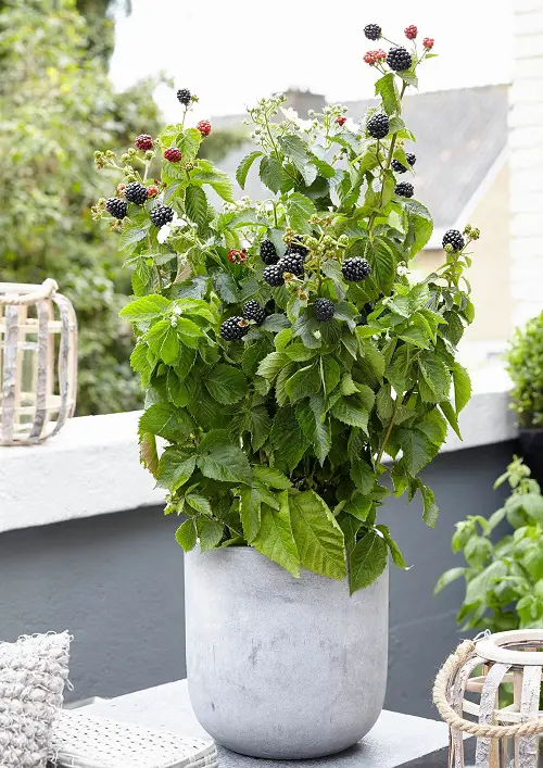 How to Grow Blackberries in Pots Easily at Home