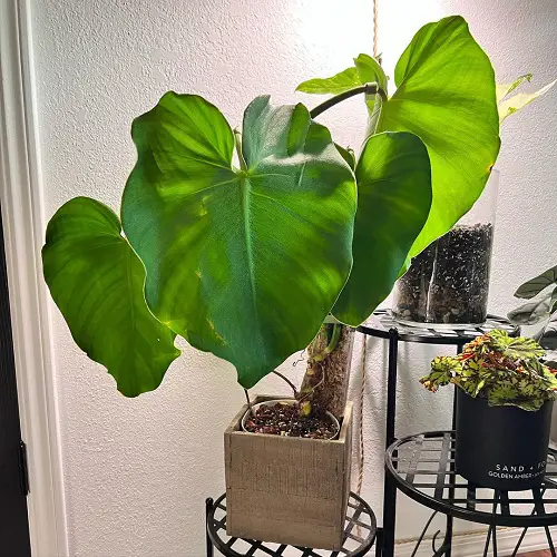 beautiful Best Varieties of Philodendron with Large Leaves