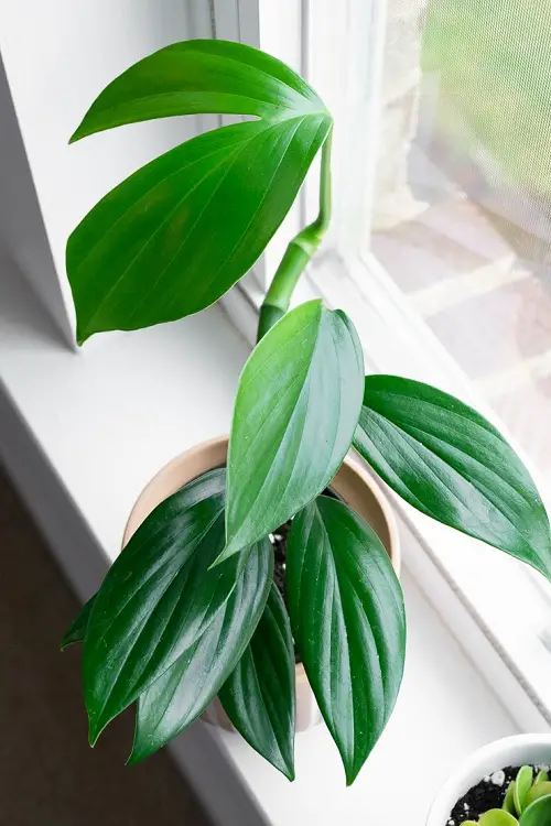 Best Rhaphidophora Varieties indoor