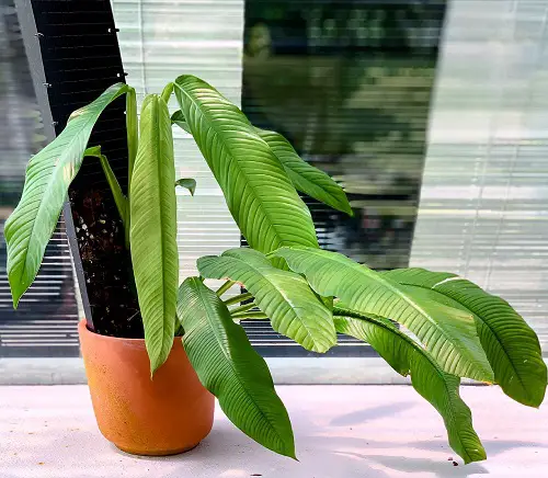 Most Small Monstera Types