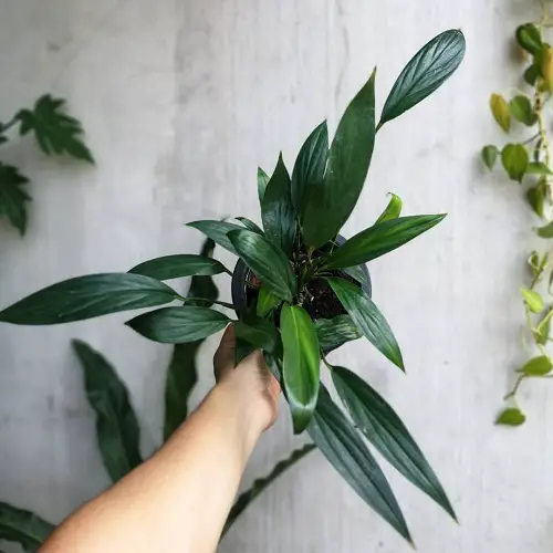 best Most Small Monstera Types