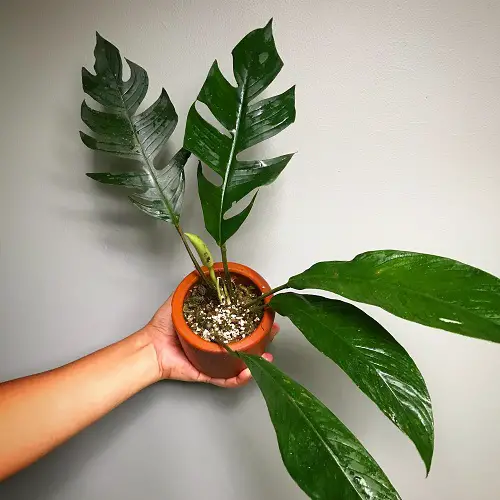 Best Rhaphidophora Varieties Mini Monstera Types