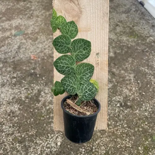 top Best Mini Monstera Varieties
