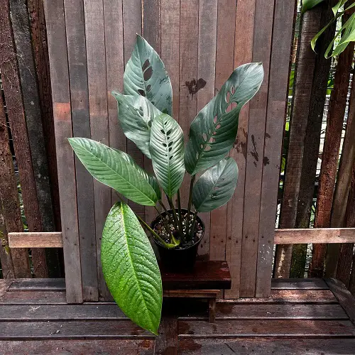 Top Mini Monstera Types
