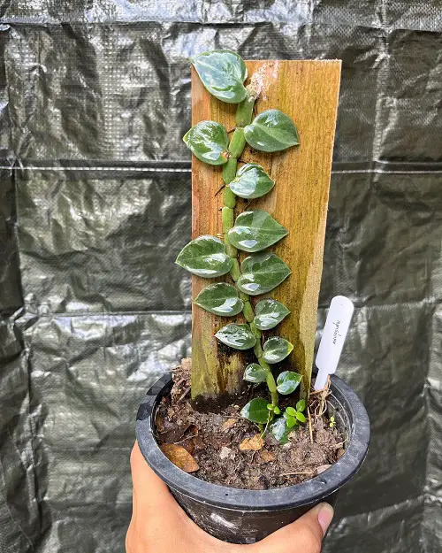 The Greatest Mini Monstera Types
