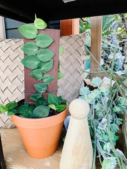 Best Mini Monstera Varieties for garden