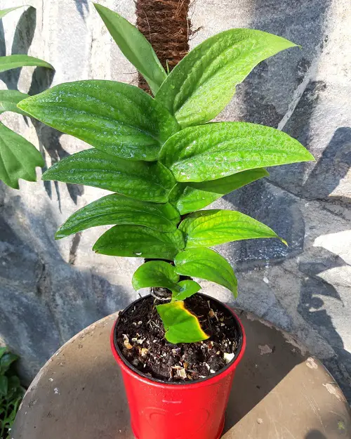 The Best Types of Mini Monstera