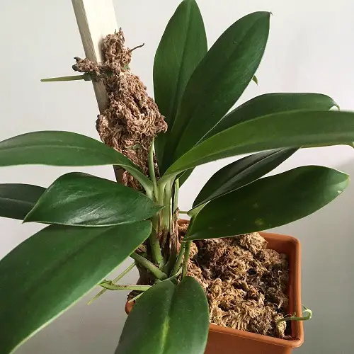 The Types of Mini Monstera
