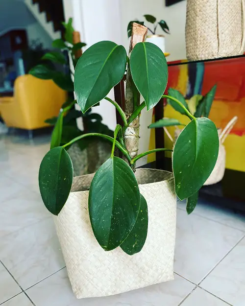 Small Monstera Types