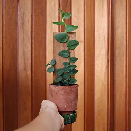 Amazing Top Mini Monstera Types