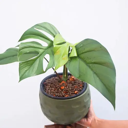 Best Rhaphidophora Varieties in hand