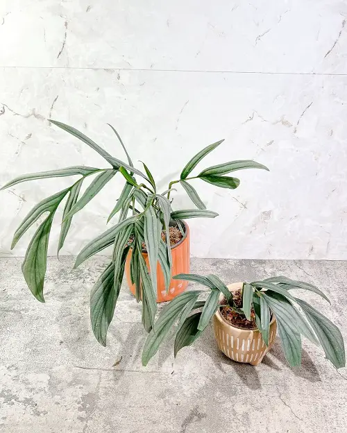 Top Mini Monstera Types