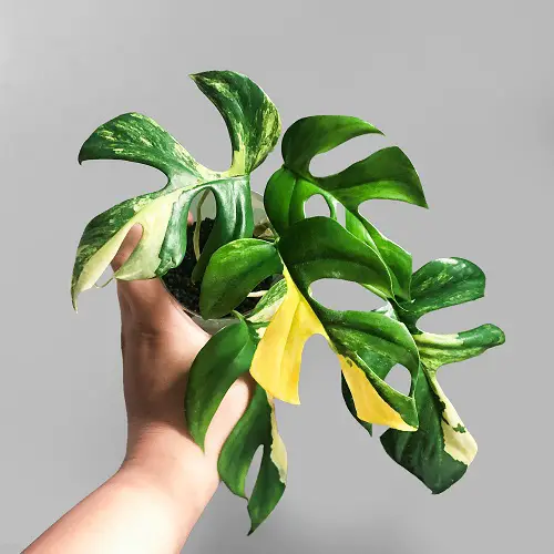 Best Rhaphidophora Varieties