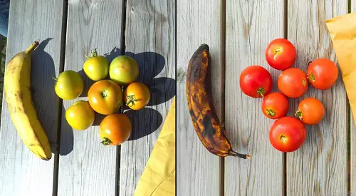 Ripen the Harvest Quickly Using Bananas
