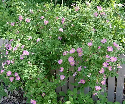 Best Vines with Purple Flowers 