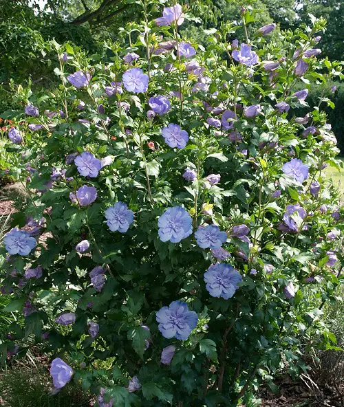 Rose of Sharon Types