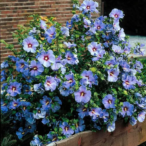 top Rose of Sharon Varieties