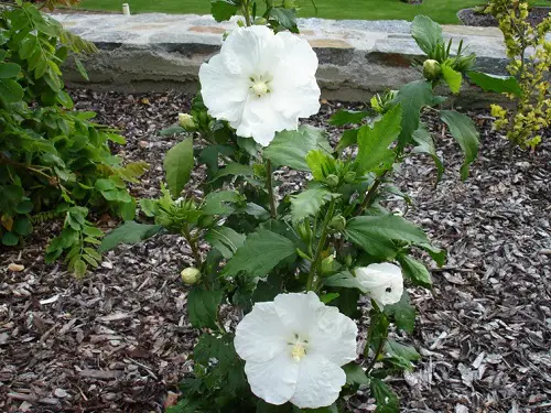 Best Rose of Sharon Varieties