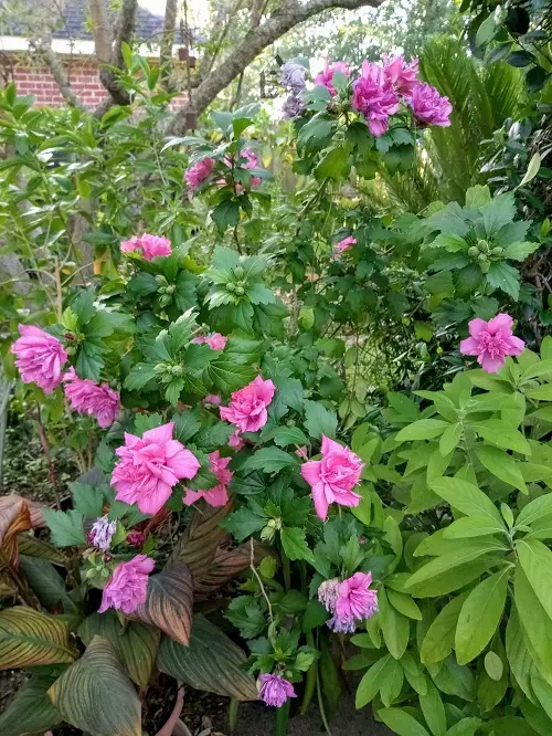 beautiful Rose of Sharon Varieties